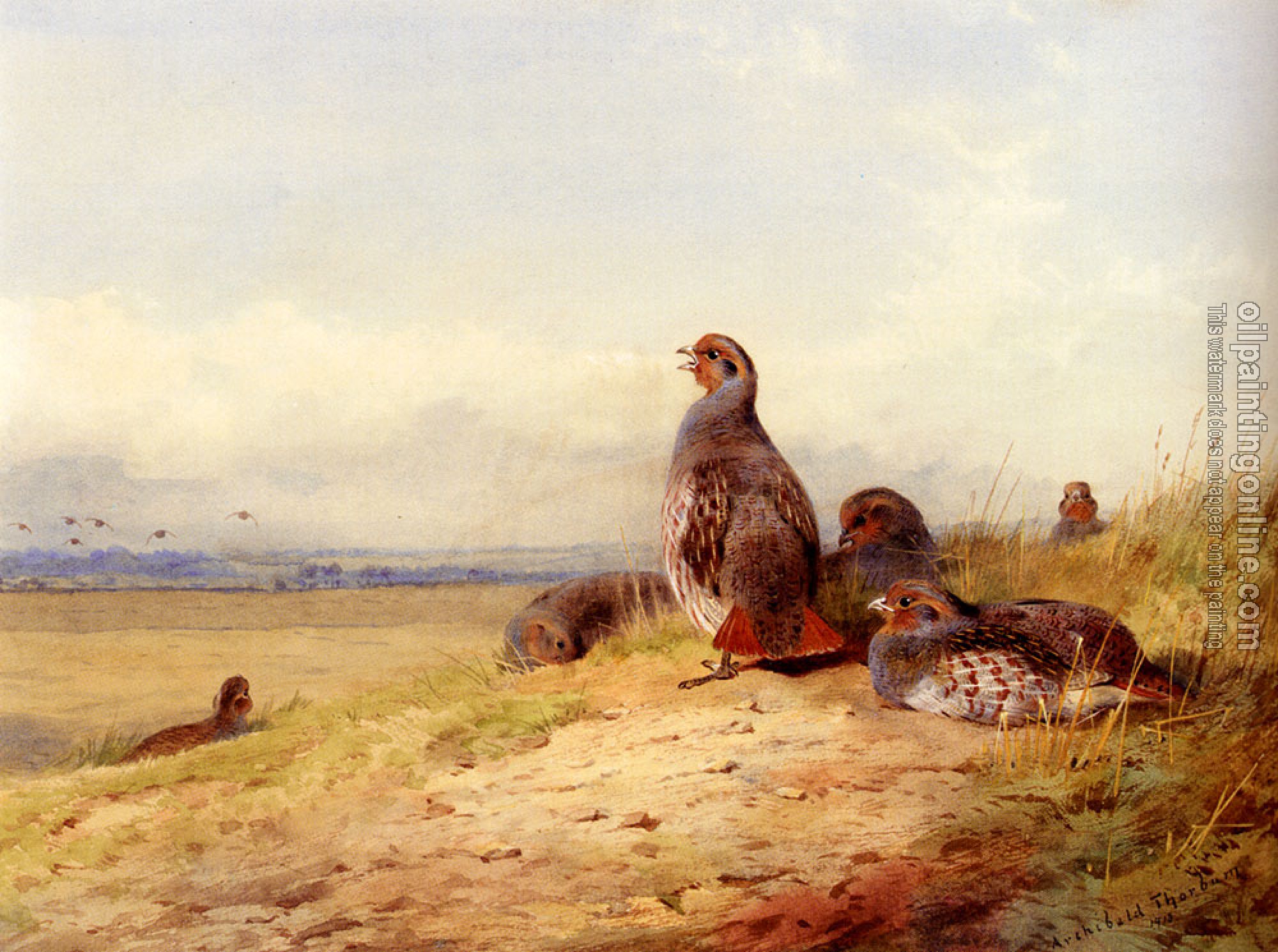 Thorburn, Archibald - Red Partridges